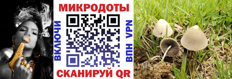 Псилоцибиновые грибы Psilocybe Асино